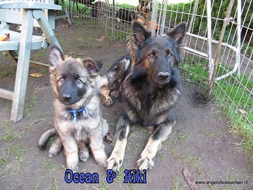 Iadara-Maska Ocean, grauw ODH reutje van 8 weken oud, met mama Aiki samen